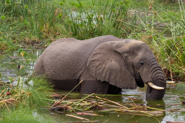 Elephant bathing — Stock Photo, Image