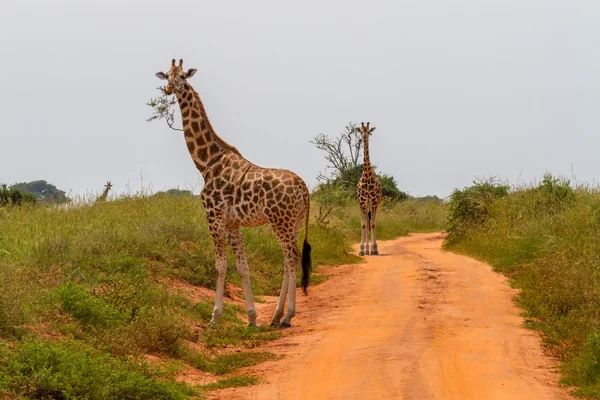 Giraffen äta Stockbild