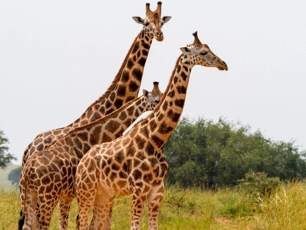 Girafas cruzando uma estrada — Fotografia de Stock