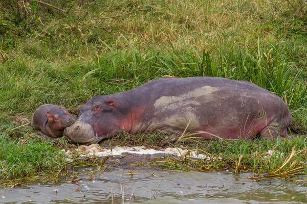 Bezerro hipopótamo adormecido — Fotografia de Stock
