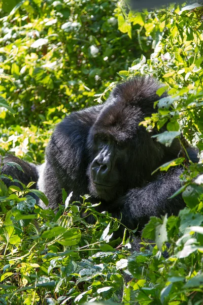 Mountain Gorilla — Stock Photo, Image