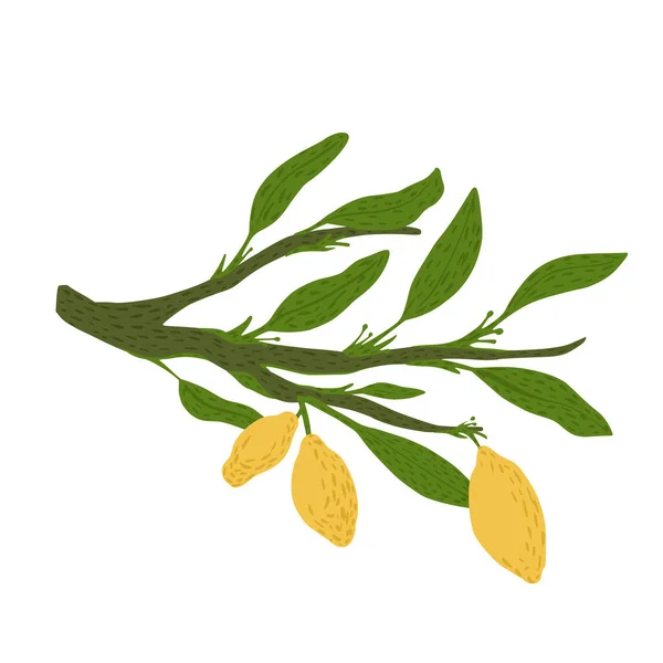 葉とレモンが白い背景に隔離された小枝 抽象的な植物のスケッチの手スタイルのドアのベクトルイラストで描かれた — ストックベクタ