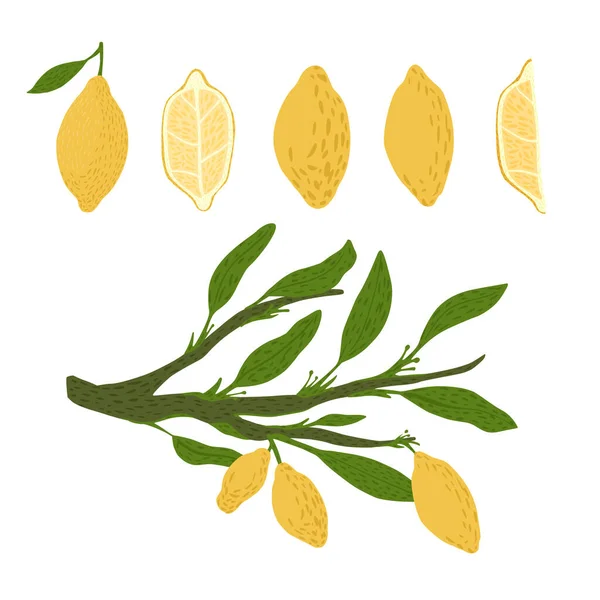 Sada Citronu Větvičky Listím Bílém Pozadí Abstraktní Botanický Náčrt Ručně — Stockový vektor
