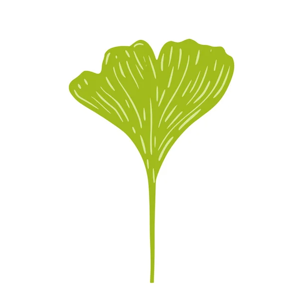 Ginkgo Verde Isolado Fundo Branco Árvore Tropical Ilustração Vetor Doodle —  Vetores de Stock