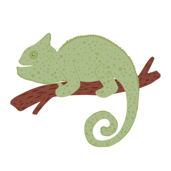 白色の背景に隔離された茶色の小枝のカメレオン 手描きかわいい野生動物の漫画のキャラクター緑の着色 落書きベクトルイラスト — ストックベクタ