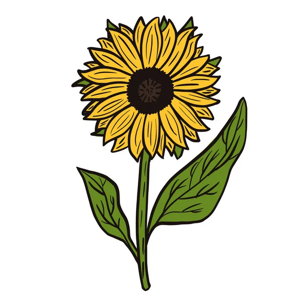 Sunflower isolated on white background. Abstract plant yellow color with black lines.Doodle vector illustration.