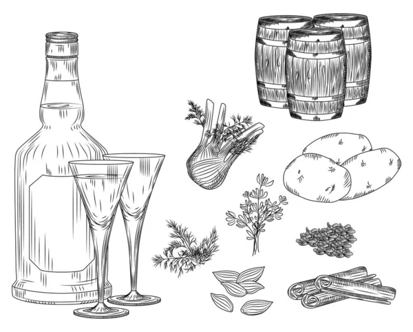 Set Aqua Vitae Alcohol White Background Glass Bottle Potatoes Fennel — Stock Vector