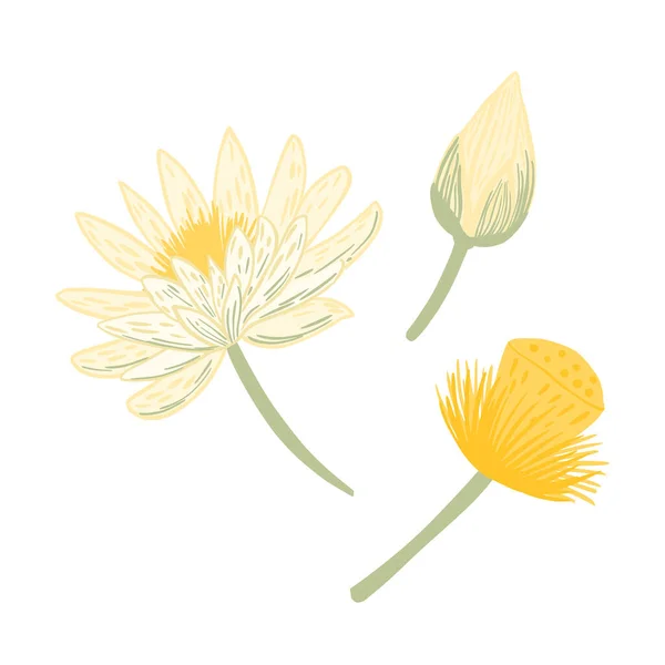 白地に蓮を孤立させます 種子を収集します どんな目的のためにも美しい手描きの植物スケッチ デザインベクトルイラスト — ストックベクタ