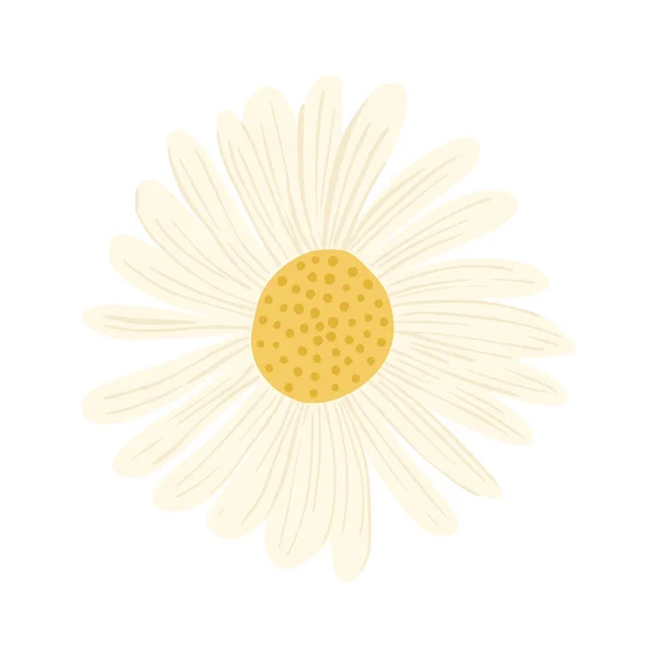 Camomille Florale Isolée Sur Fond Blanc Belles Esquisses Botaniques Dessinées — Image vectorielle