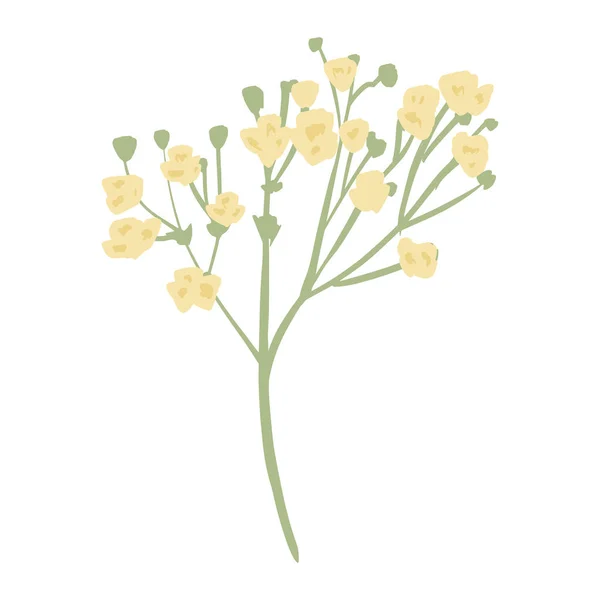 Ramita Gypsophila Aislada Sobre Fondo Blanco Flor Romántica Dibujada Mano — Archivo Imágenes Vectoriales