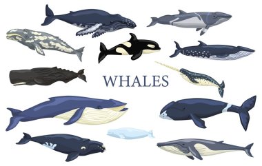 Set whales isolated on white background. Collection ocean animals blue whale, gray, humpback, fin, minke, bowhead, right, beluga, cachalot, narwhal and orca. Vector illustration for any purposes. clipart