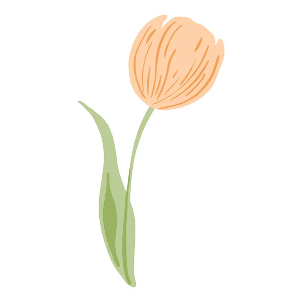 Tulipa Rosa Isolado Fundo Branco Flor Primavera Estilo Doodle Para —  Vetores de Stock