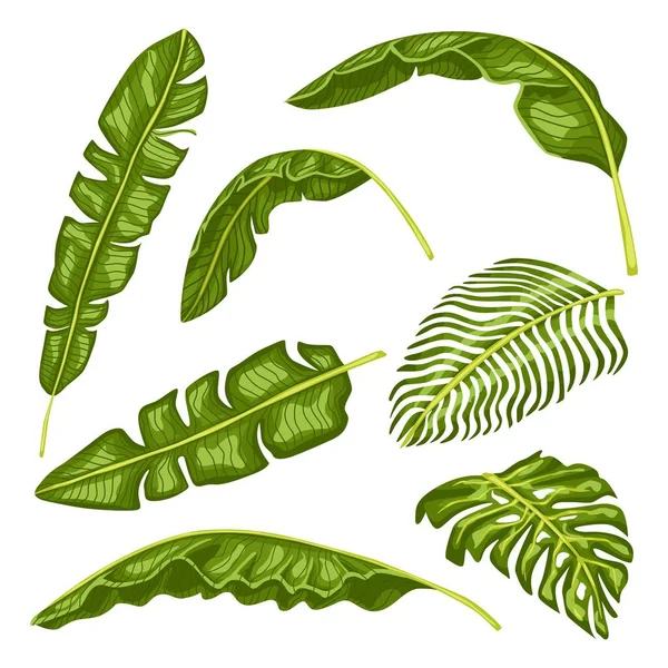 白い背景に熱帯の葉を孤立させます 現実的なエキゾチックな葉 どんな目的のためのフラットスタイルの美しい夏の植物 — ストックベクタ