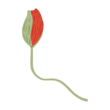 Poppy Bub beyaz arka planda izole edildi. Bahar çiçekleri kırmızı. Karalama tarzında güzel yaz bitkileri. Herhangi bir amaç için tasarlandı. Vektör illüstrasyonu.