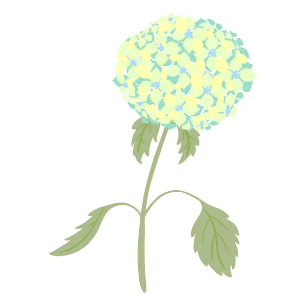 Hortenzie Stopkou Listy Izolované Bílém Pozadí Ročník Kreslí Modrý Květ — Stockový vektor
