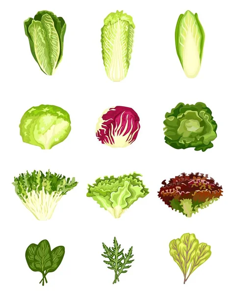 Sla Geïsoleerd Witte Achtergrond Verschillende Soorten Salades Radicchio Sla Romaine — Stockvector