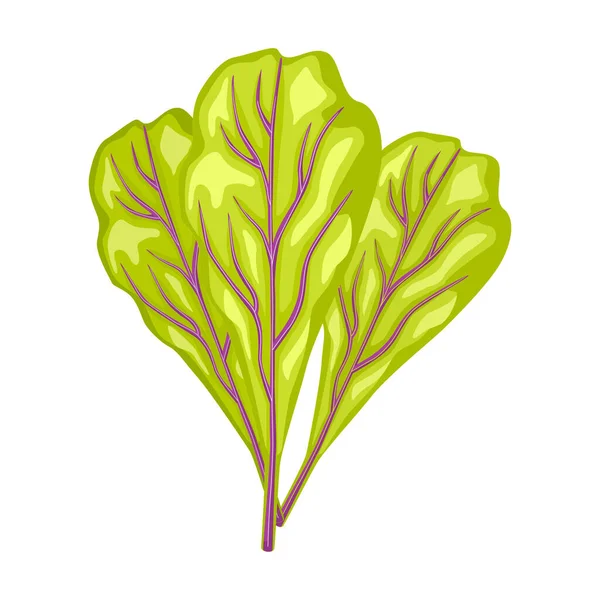 Mangold Feuilles Isolées Sur Fond Blanc Salade Style Plat Symbole — Image vectorielle