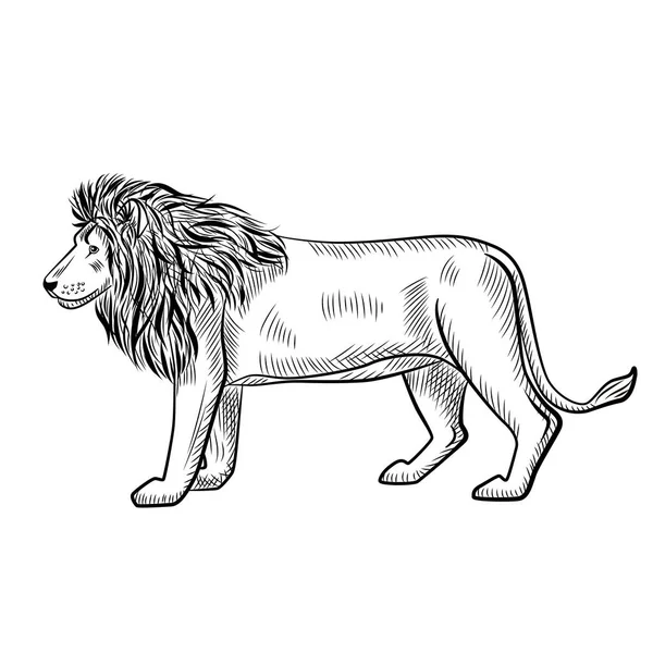 Lion Isolated White Background Sketch Graphic Predator Savannah Engraving Style — Stock Vector