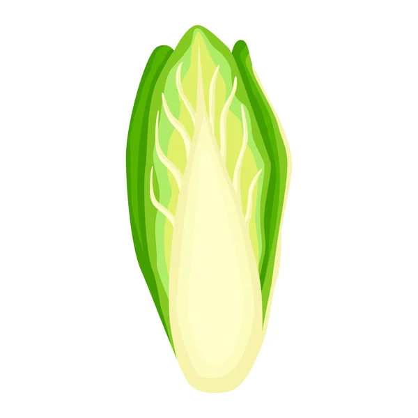 Lechuga Achicoria Aislada Sobre Fondo Blanco Ensalada Amable Estilo Plano — Vector de stock