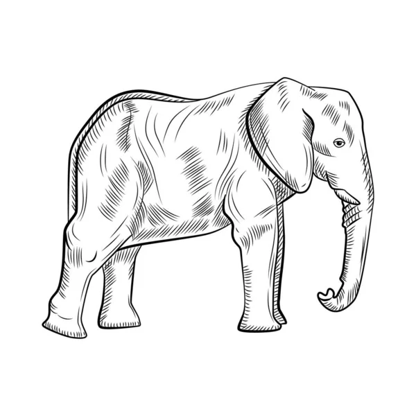 Éléphant Isolé Sur Fond Blanc Croquis Graphique Grande Savane Animale — Image vectorielle