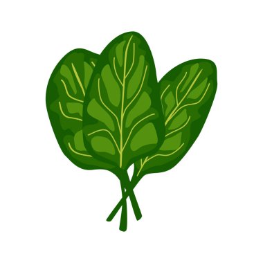 Beyaz arka planda ıspanak marulu. Düz bir salata. Herhangi bir amaç için tarım sembolü. Vektör illüstrasyonunu tasarla.