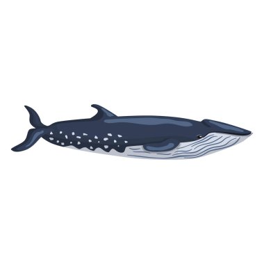 Sei balinası beyaz arka planda izole edildi. Çocuklar için okyanusun çizgi film karakteri. Deniz memelilerinde basit bir iz. Herhangi bir amaç için tasarlandı. Vektör illüstrasyonu.