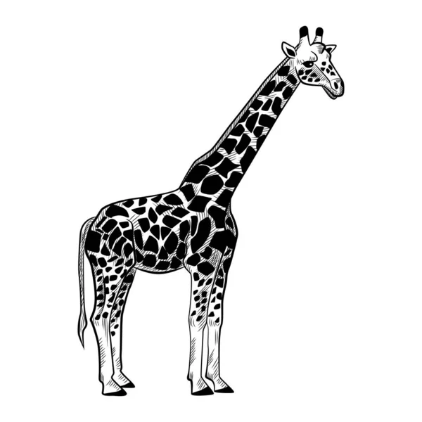 Жираф Ізольований Білому Тлі Ескіз Графічної Тварини Довга Шия Савани — стоковий вектор