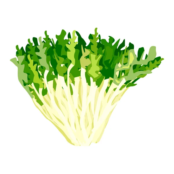 Friese Sla Geïsoleerd Witte Achtergrond Soort Salade Platte Stijl Landbouw — Stockvector