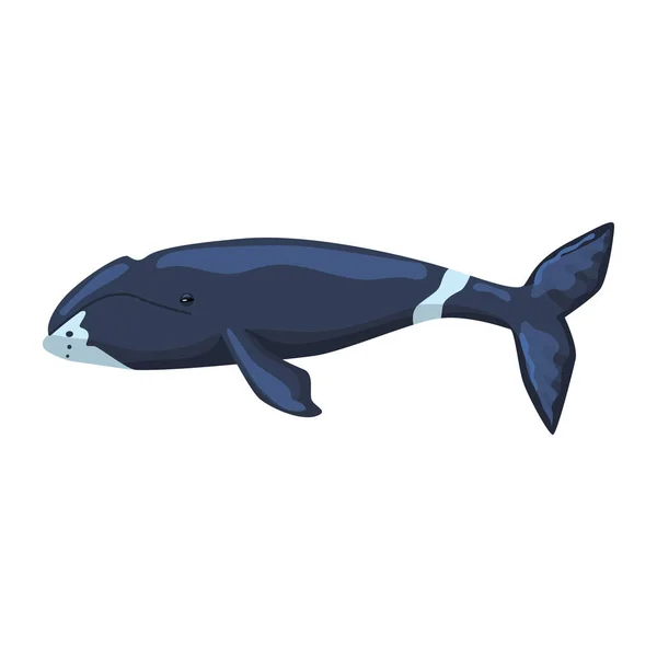 Ballena Bowhead Aislada Sobre Fondo Blanco Personaje Dibujos Animados Océano — Vector de stock