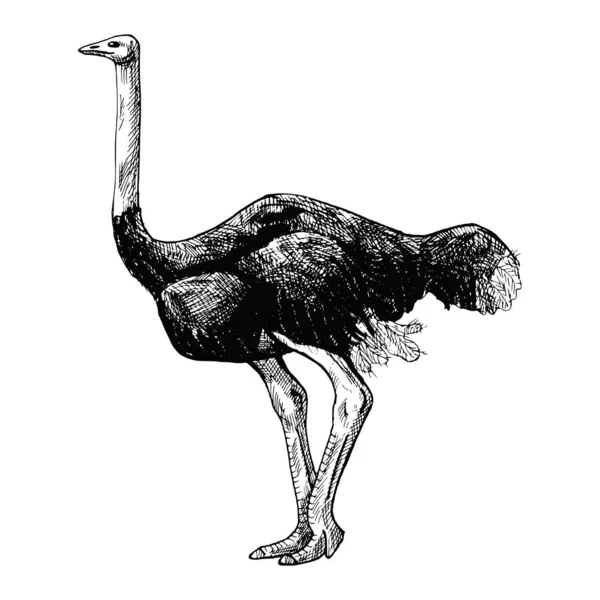 Autruche Isolée Sur Fond Blanc Croquis Graphique Grand Oiseau Savane — Image vectorielle