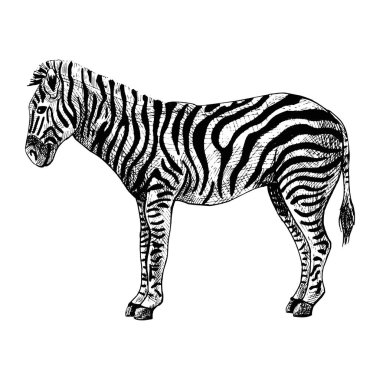 Zebra beyaz arka planda izole edilmiş. Grafik çizgili hayvan savanası kabartma tarzında. Retro siyah beyaz çizim tasarla. Vektör illüstrasyonu.