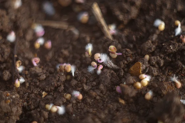 Sprouted Nasiona Gorczycy Białej Sinapis Alba Powierzchni Gleby Gorczyca Biała — Zdjęcie stockowe