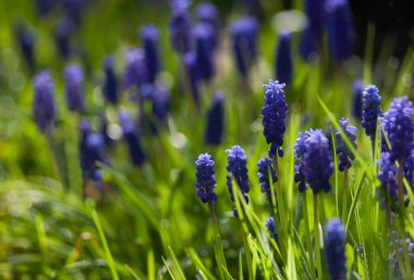 Muscary (Muscari botryoides sp.) Bahçedeki güneşli yerde çiçekler. Muscary, Mayıs ayında küçük bahçelerde açan yaygın bir bahar çiçeğidir..