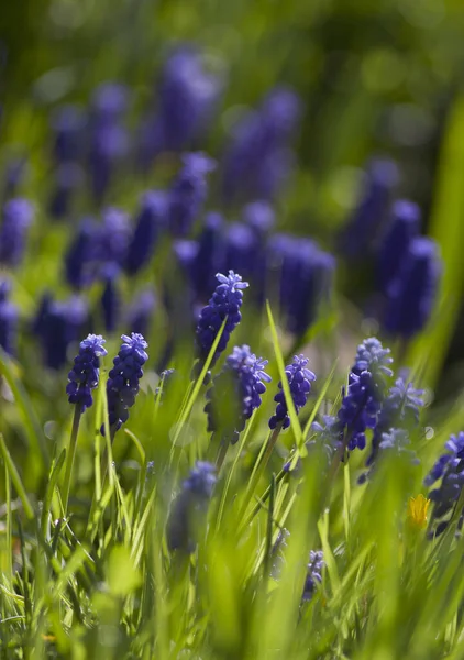 Muscary (Muscari botryoides sp.) Bahar bahçesinde çiçekler. Muscary, Mayıs ayında küçük bahçelerde açan yaygın bir bahar çiçeğidir. Kopyalama alanı ile.
