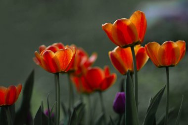 Orange and yellow tulips on the gray background, horizontal orientation, copy space. Photo of red and yellow tulips was taken in the garden in the bright sunny spring day.