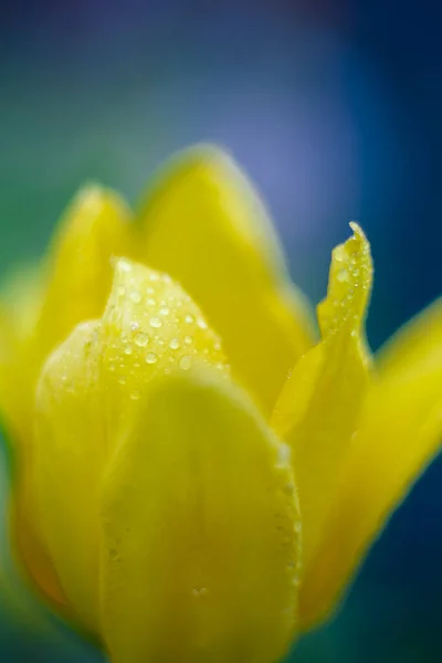 Red Tulips Sunny Location Photo Red Taken Garden Bright Sunny — Stock Photo, Image