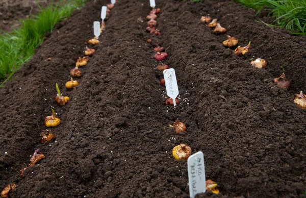 Uma Pessoa Plantar Bulbo Gladíolo Cama Jardim Gladiolus Corms Deve — Fotografia de Stock