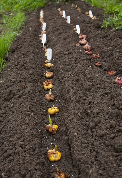 Uma Pessoa Plantar Bulbo Gladíolo Cama Jardim Gladiolus Corms Deve — Fotografia de Stock