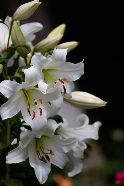 A bush of white trumpet lilies (Trumpet and Aurelian hybrids) in the garden on dark background