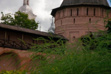 Rusya 'nın Suzdal kentindeki Spaso-Efimiev Manastırı bitki bahçesindeki kuşkonmaz bitkileri. 