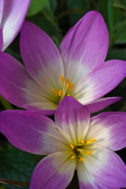 Bahçede Kolşyum Spesiyosum ya da Sonbahar Kuyusu