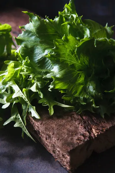 Frisch geerntete Blätter vom Salat — Stockfoto