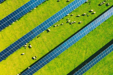 Güneş pilleri fotovoltaik güç ve yukarıdan otlayan koyunlar. Yenilenebilir enerji kaynağı, enerji tasarrufu kavramı