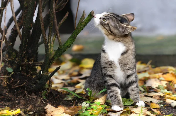  Şirin bir kedi yavrusunun portresi sonbahar yapraklarının üzerinde oturur ve bir dalı koklar. Seçici odak