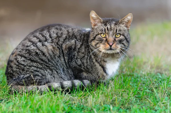 Dorosły Kot Leży Trawniku Patrzę Kamerę Skupienie Selektywne — Zdjęcie stockowe