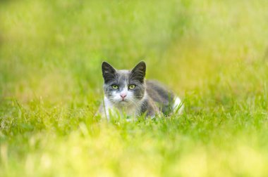 Bulanık arka planda gri ve beyaz bir kedi. Portre çerçevenin tam ortasındadır. Seçici odaklanma. Boşluğu kopyala