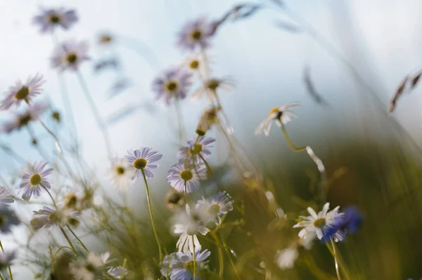 Delikat Blommig Bakgrund Med Prästkragar Kvällsljuset Mjuk Fokusfotografering Underifrån — Stockfoto