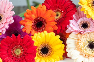 Çok renkli Gerbera yakın plan. Tebrik kartı. Seçici odak