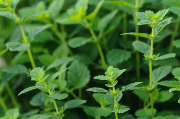 Catnip Growing Garden Selective Focus Jogdíjmentes Stock Fotók