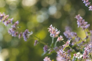 Çiçekler nepeta grandiflora bramdean. Çiçek arkaplan, yumuşak odak, parıltı, bokeh